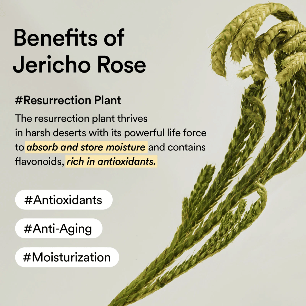 Jericho Rose -kasvi – luonnollinen antioksidanttien ja kosteuden lähde. Auttaa ihoa säilyttämään kimmoisuutensa ja vastustamaan ikääntymisen merkkejä.